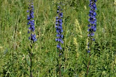 Delphinium retropilosum