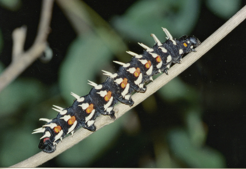 Cabbage Tree Emperor