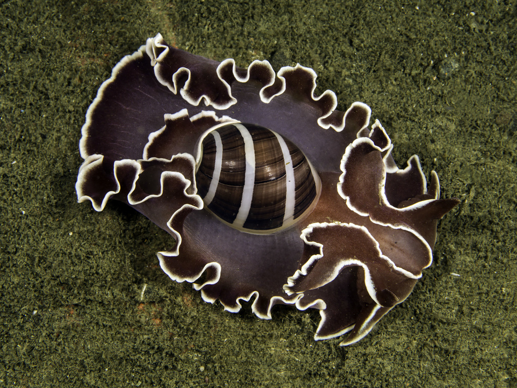 Acteonimorpha