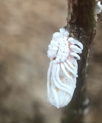 Icerya