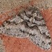 Toothed Phigalia Moth - Photo (c) Brent Steury, some rights reserved (CC BY-NC), uploaded by Brent Steury