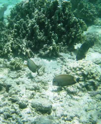 Whitecheek Surgeonfish
