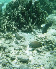 Whitecheek Surgeonfish