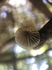 Fungi