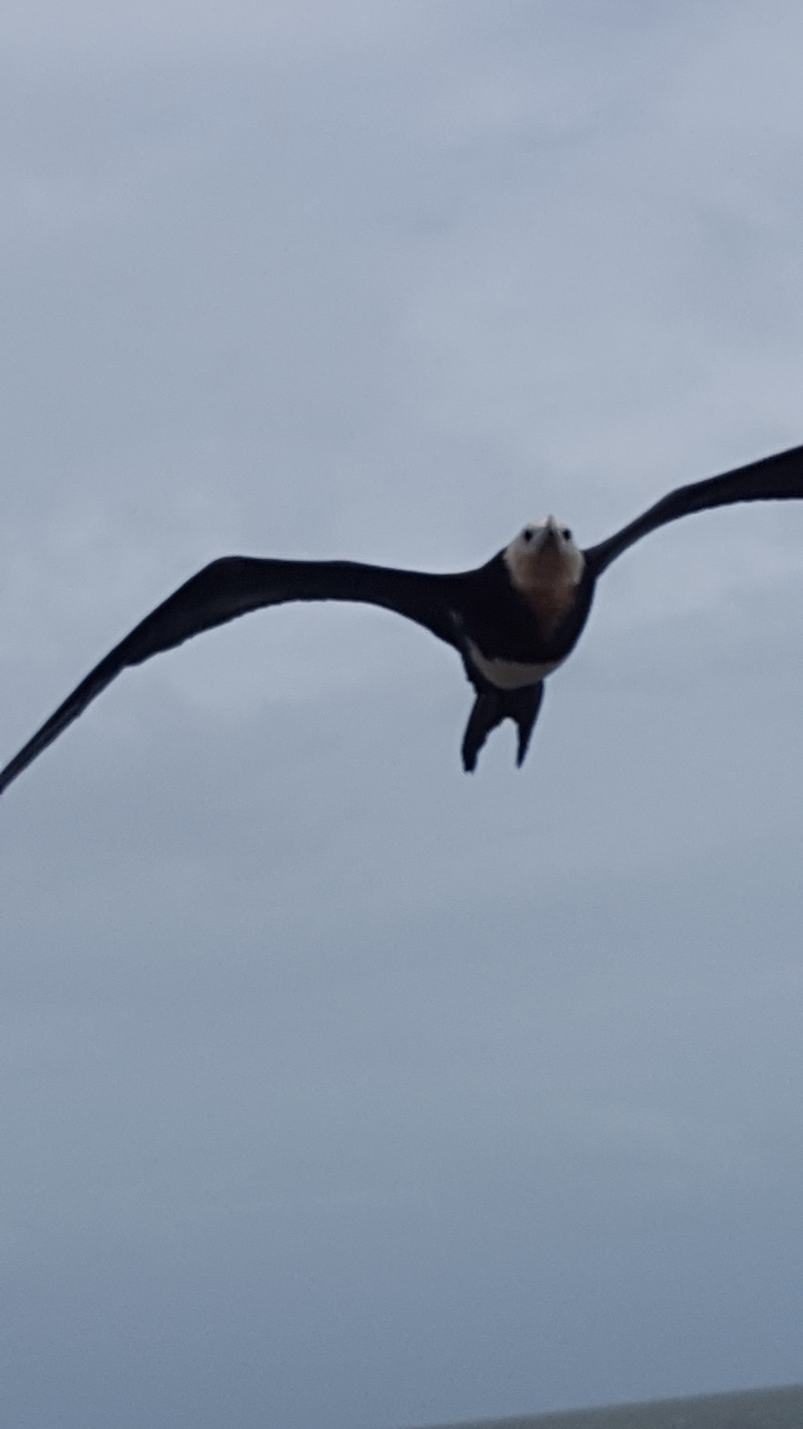 Lesser Frigatebird