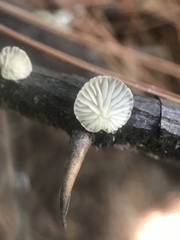Fungi