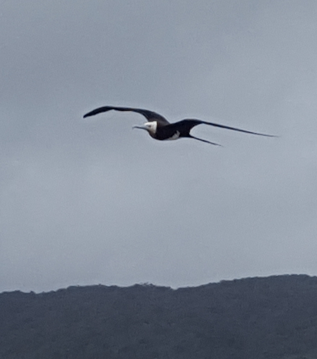 Lesser Frigatebird