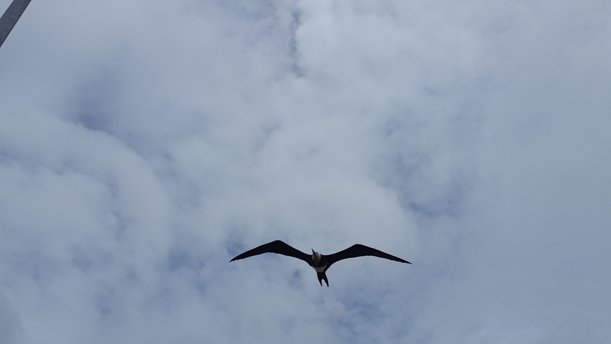 Lesser Frigatebird