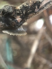 Fungi