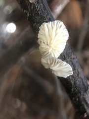 Fungi