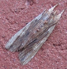Lithophane signosa