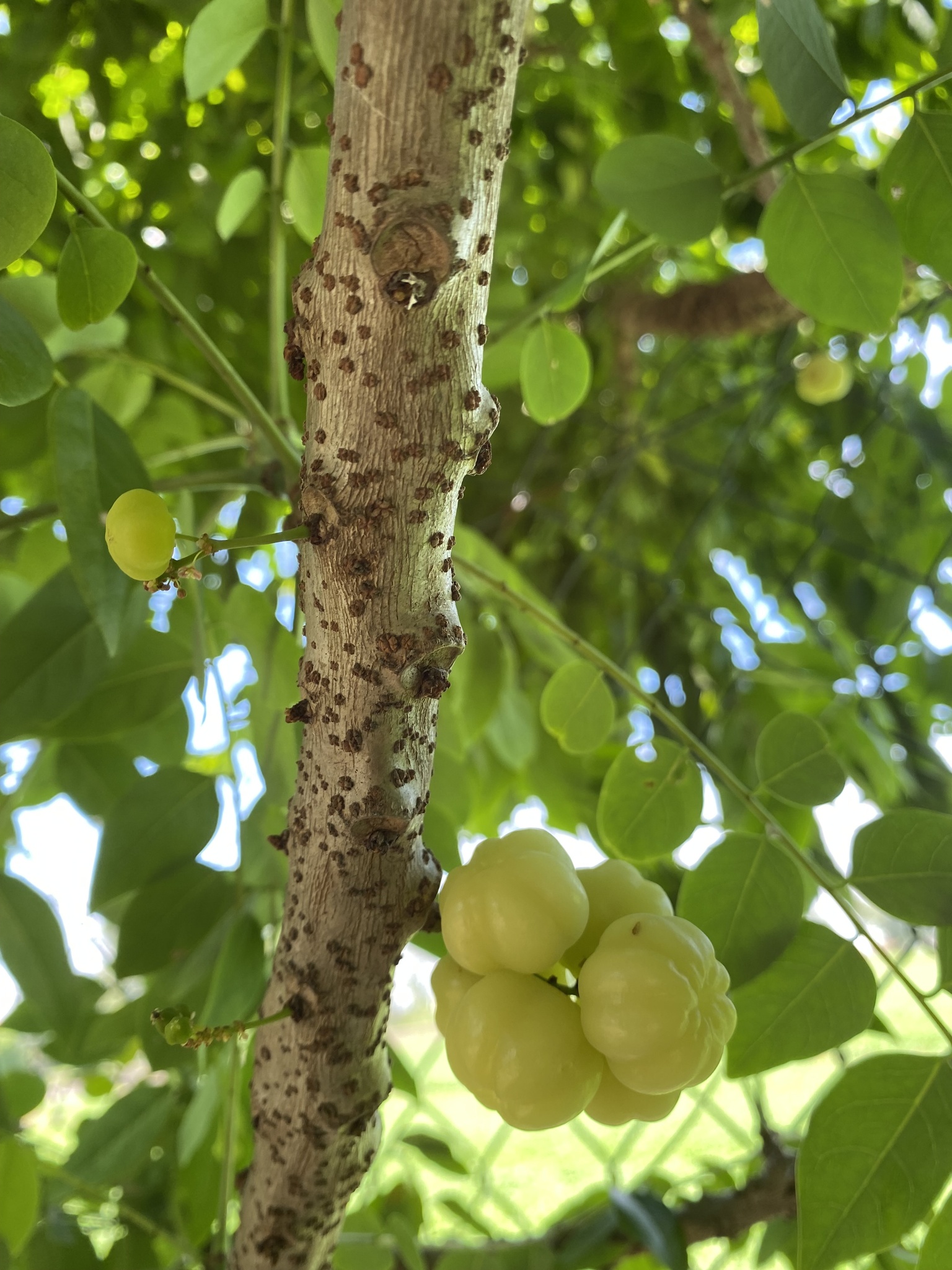 Phyllanthus acidus (Phyllanthus acidus)
