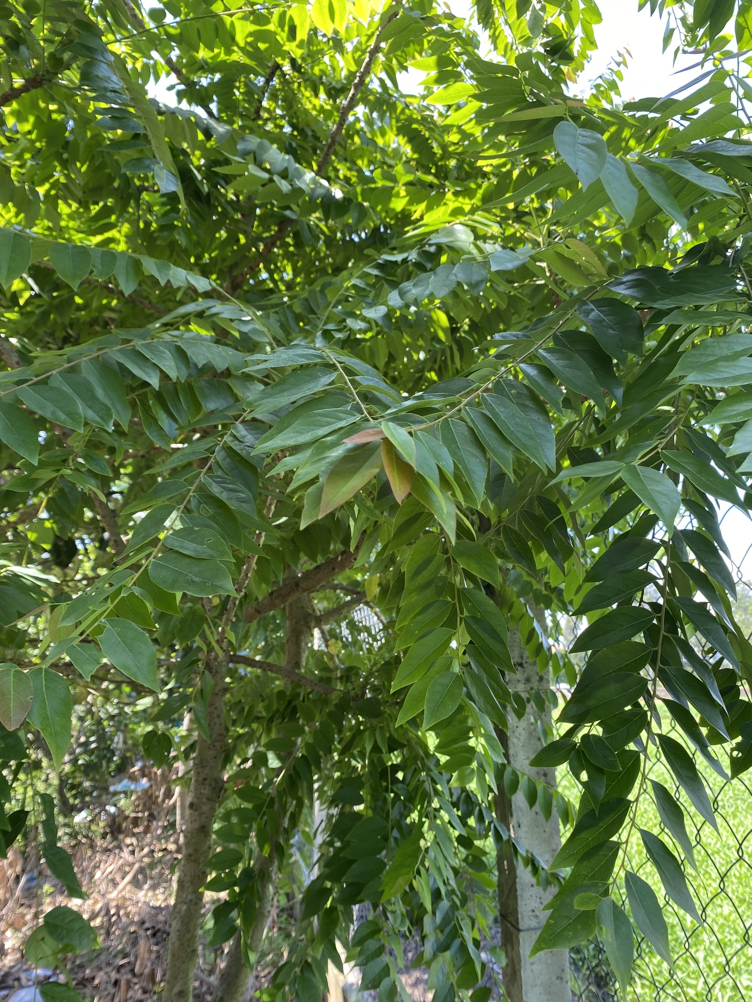 Phyllanthus acidus — ảnh 2