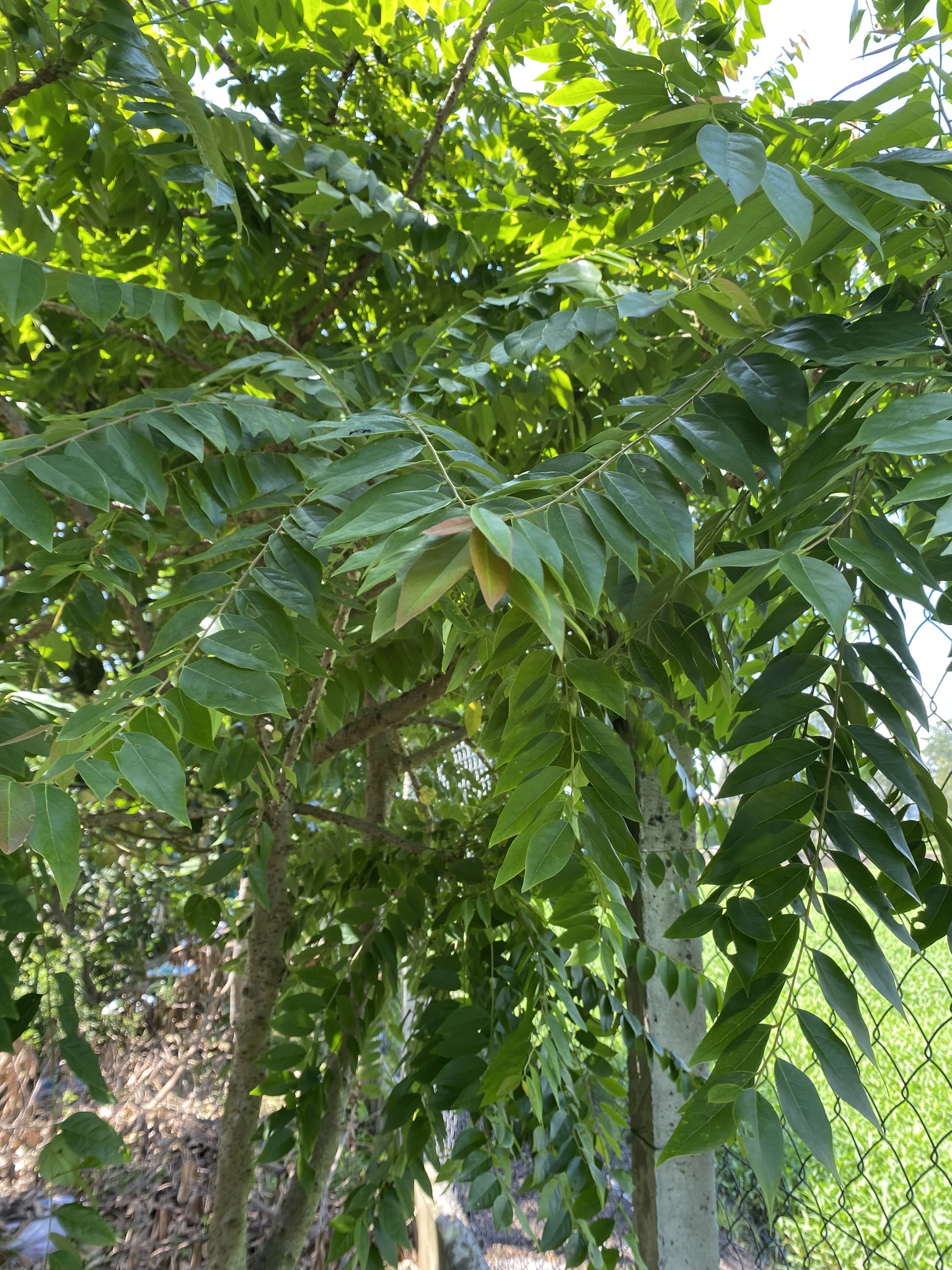 Phyllanthus acidus — ảnh 3