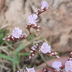 Limonium gougetianum, photograph (c) Mehdi Chetibi, some rights reserved (CC BY)
