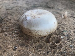 Fungi