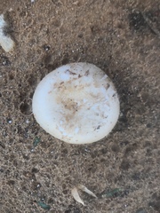 Fungi