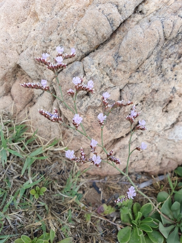 Limonium gougetianum, photograph 3