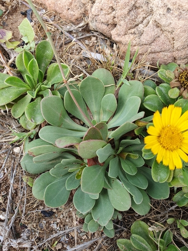 Limonium gougetianum, photograph 4