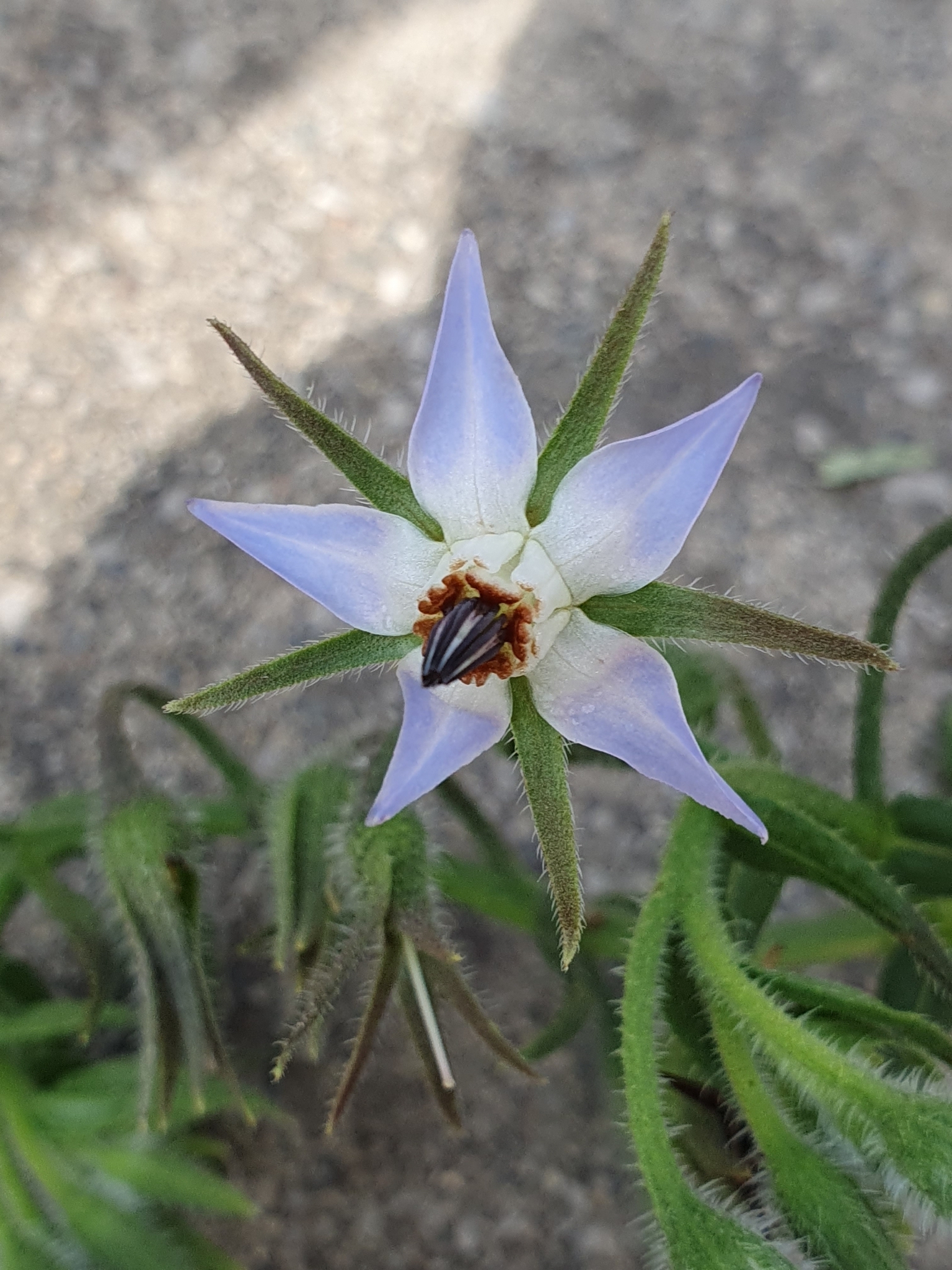 Borago longifolia