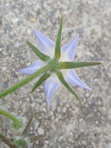 Image of Borago Longifolia (Borago longifolia) by (c) Mehdi Chetibi, some rights reserved (CC BY)
