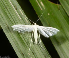 Pterophorini