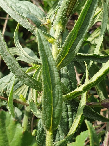 Image of Borago Longifolia (Borago longifolia) by (c) Mehdi Chetibi, some rights reserved (CC BY)