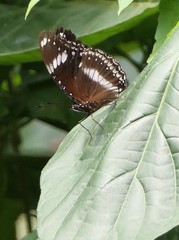 Hypolimnas bolina bolina