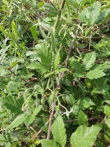 Image of Borago Longifolia (Borago longifolia) by (c) Mehdi Chetibi, some rights reserved (CC BY)