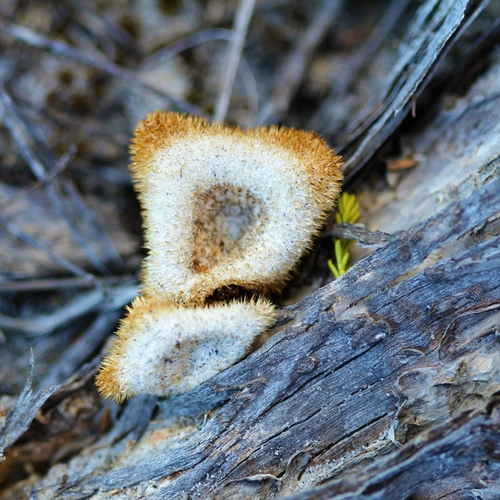 Lentinus fasciatus image