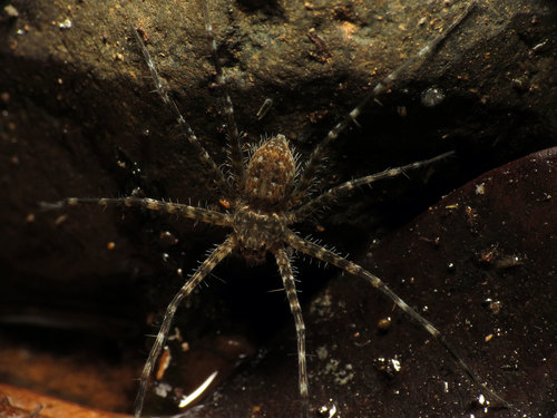 Trechalea extensa
