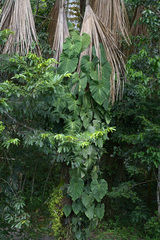 Philodendron brandtianum