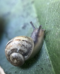 Cornu aspersum