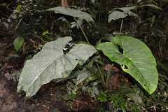 Xanthosoma purpureomaculatum