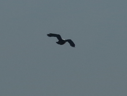 Pied Crow