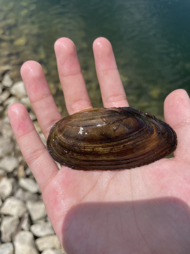 Utterbackia