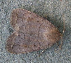 Pseudorthodes vecors