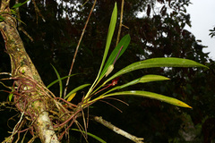 Anthurium gracile