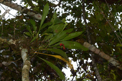 Anthurium gracile