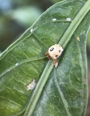 Coccidae