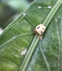 Coccidae