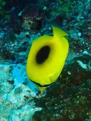 Chaetodon speculum
