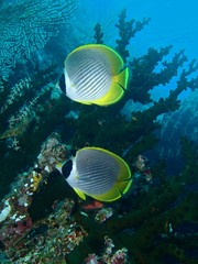 Chaetodon adiergastos