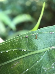 Coccoidea