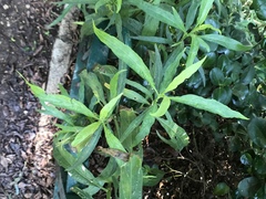 Coccoidea
