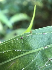 Coccoidea