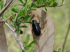 Panesthiinae