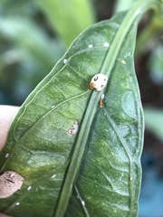 Wasmannia auropunctata