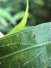 Wasmannia auropunctata