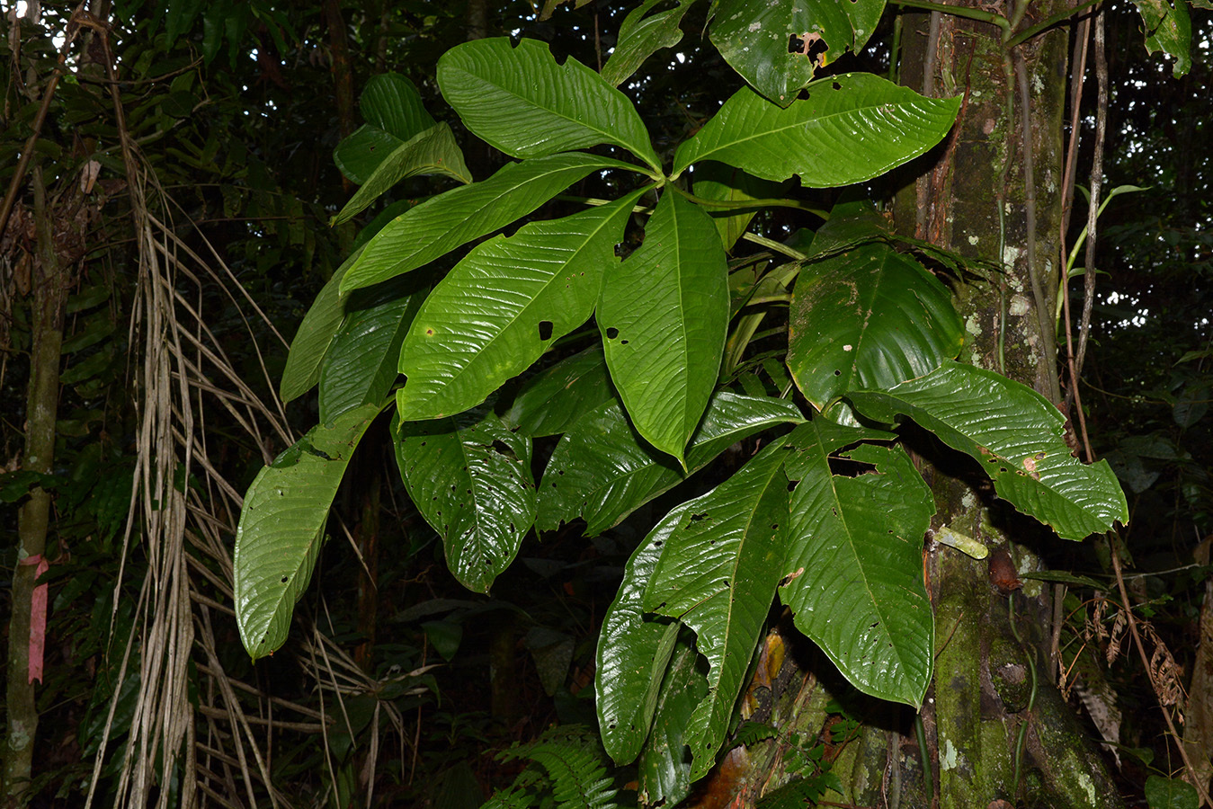 Anthurium pseudoclavigerum Croat